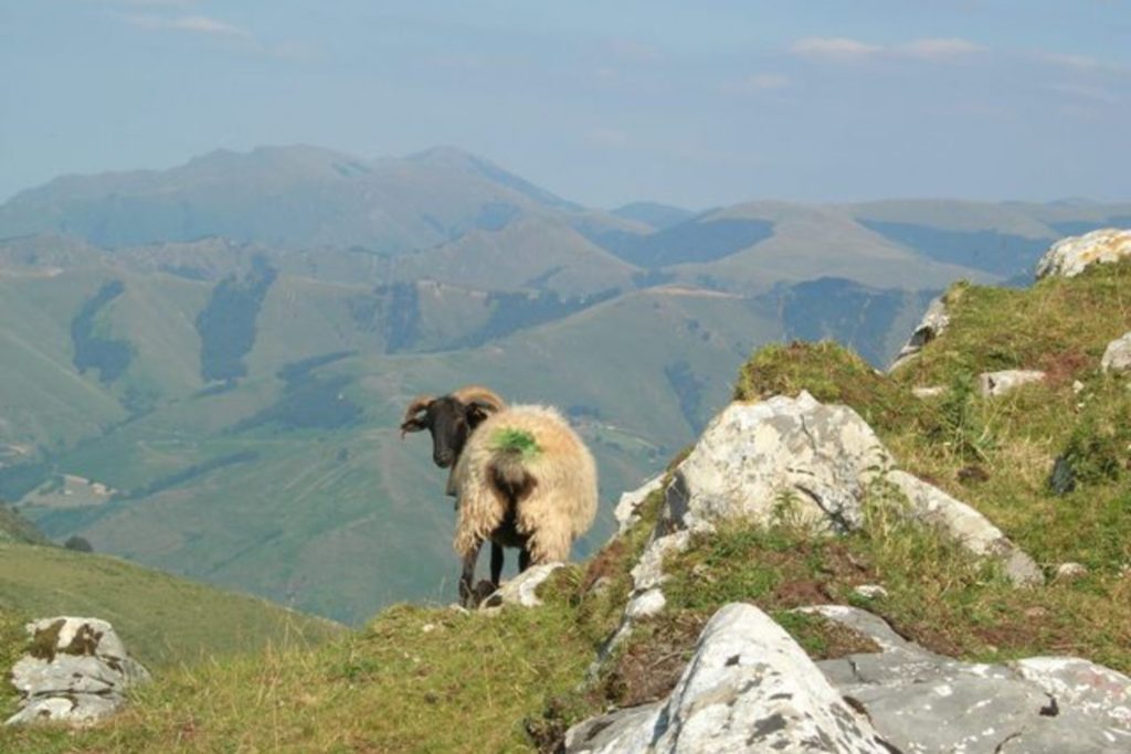 paysage montagne et mouton