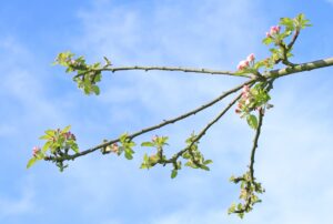 Lire la suite à propos de l’article Sagartzea : taille et greffe de fruitiers, prochains rdvs