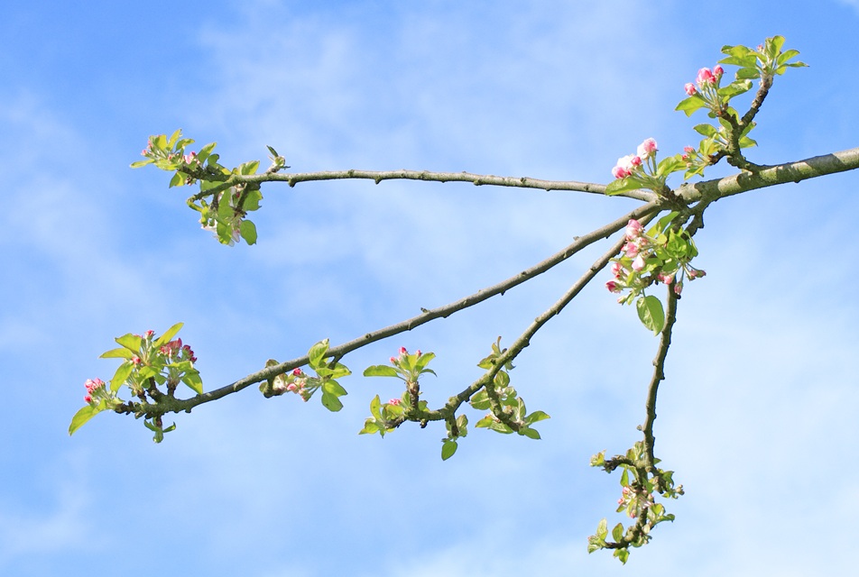 Lire la suite à propos de l’article Sagartzea : taille et greffe de fruitiers, prochains rdvs